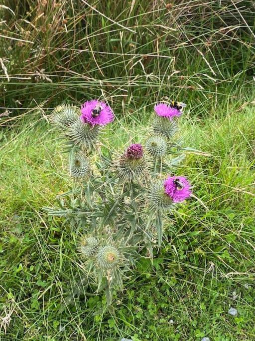 The Burrow, Langholm, Dumfries And Galloway Eksteriør billede
